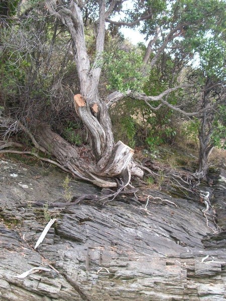 The Queenstown Lakes District Council is investigating the theft of rata from Pigeon Island in Lake Wakatipu